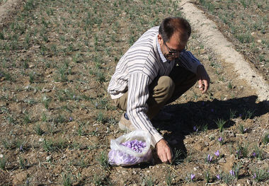 ۳۰۰گونه گیاهی لرستان قابلیت دارویی دارد