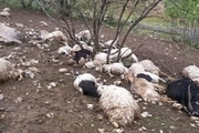 رانش زمین و سیل ۱۸۴ گوسفند را در جهرم تلف کرد
