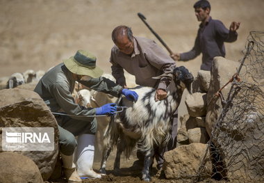 واکیسنه کردن دام برداشتن گام اساسی در راه مبارزه با تب‌برفکی