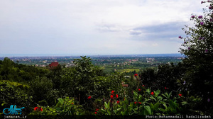 روستای سلیم آباد تنکابن؛ اینجا همه چیز سبز است