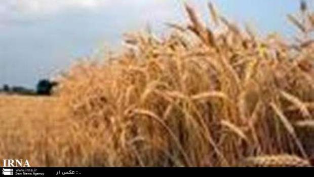 مبارزه با سن گندم در 150 هزار هکتار مزارع خراسان رضوی انجام شد