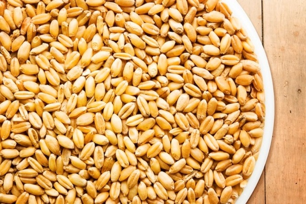 1200 تن بذر اصلاح شده غلات در شیروان توزیع شد