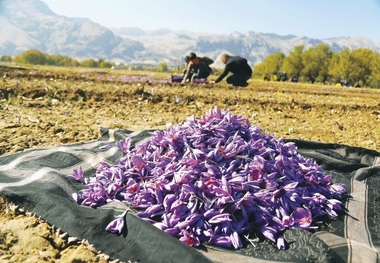 کشت گیاهان دارویی استانها قطب بندی شد