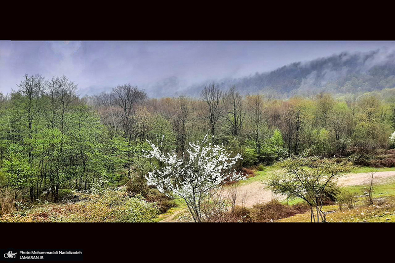 دریاچه آویدر نوشهر