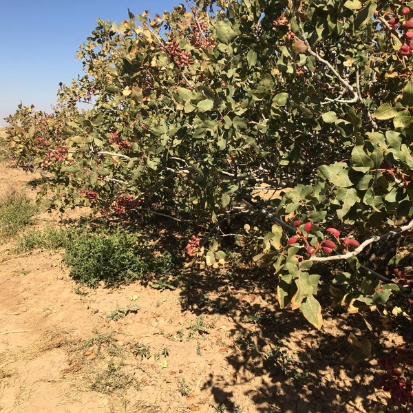 کشاورزان متضرر کرمانی حاضرند بیمه‌شان به صورت اقساط پرداخت شود