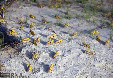 مبارزه با ملخ صحرایی در سیستان و بلوچستان به 44 هزار هکتار رسید