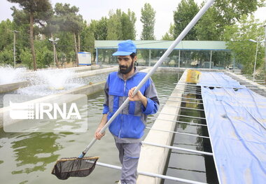 رهایی ۴۰۰ هزار قطعه بچه‌ماهی در استخرهای خراسان شمالی