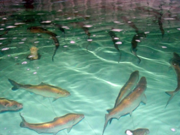 تولید بیش از 1500 تن ماهیان سردآبی در استخرهای پرورشی البرز