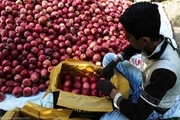 خرید بیش از ۱۴ هزار تن سیب درختی صنعتی از باغداران آذربایجان غربی