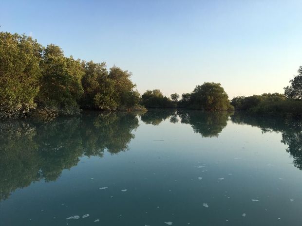 جدال طلای سبز قشم با نفت