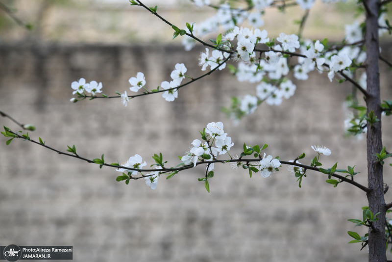 شکوفه های بهاری تهران