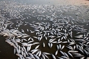 ورود پساب صنعتی تعداد زیادی از ماهی‌های رودخانه قره‌سو را تلف کرد