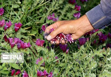 خراسان رضوی رتبه اول کشور در تولید گیاهان دارویی را دارد