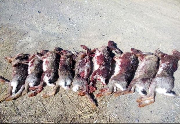 شکارچیان خرگوش در خدابنده دستگیر شدند