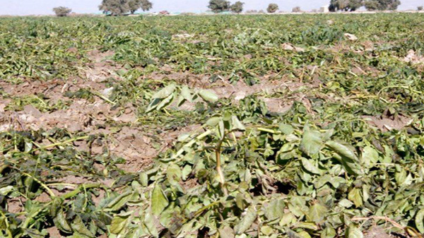 خسارت 500 میلیاردی به کشاورزان و باغداران یزدی  خطر سرمازدگی در کمین باغ‌ها و محصولات زراعی استان