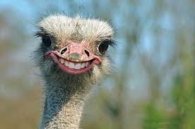 گوشتی لذیذ با خواص بسیار اما ناشناخته!
