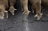 جشنواره مادرید