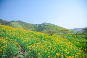 بهار در مکه 