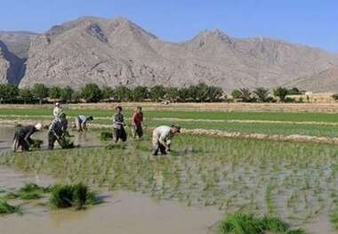 سطح زیر کشت برنج در اصفهان به یک چهارم کاهش یافته است