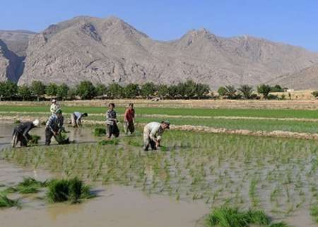 سطح زیر کشت برنج در اصفهان به یک چهارم کاهش یافته است