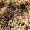 خسارت بیش از ۳ میلیارد ریالی بخش کشاورزی در شهرهای شمالی خوزستان