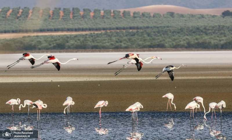 منتخب تصاویر امروز جهان- 24 مرداد