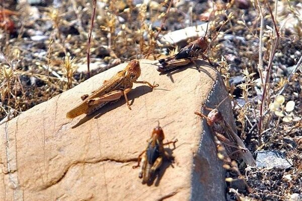 مبارزه با آفت ملخ بادمجانی در استان سمنان آغاز شد