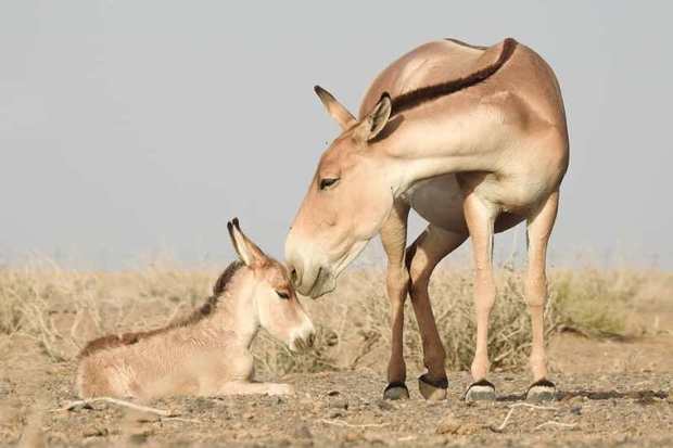 چهار راس گورخر به سایت تنگ حنای مهریز منتقل شد