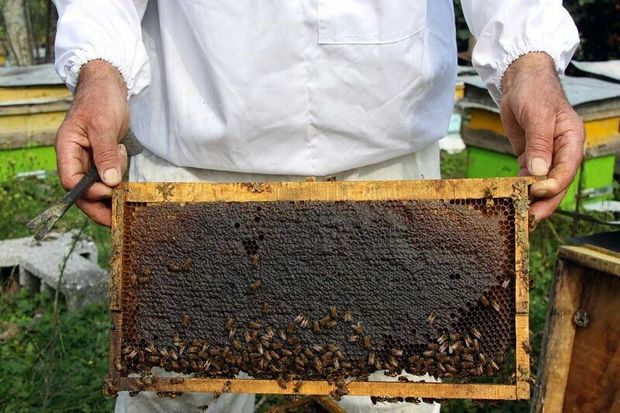 بیش از 50 تن عسل در ملکشاهی برداشت شد