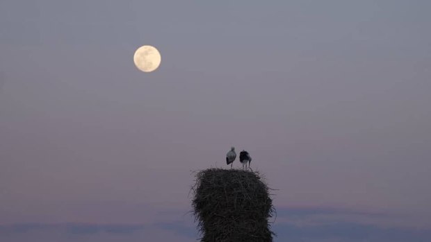  «خانه‌ای برای لک‌لک‌ها» آماده نمایش شد