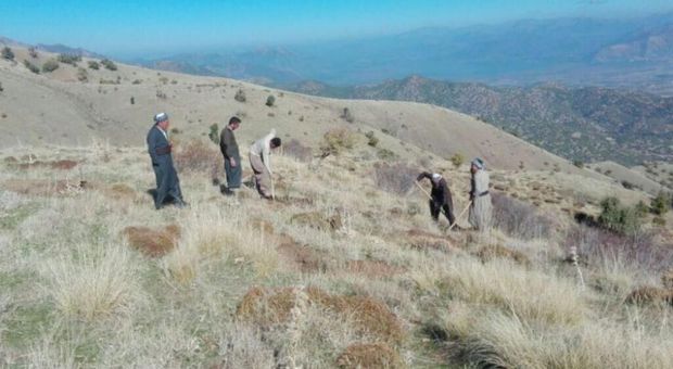 ۲۰ هکتار جنگل در روستای وله ژیر مریوان غنی‌سازی شد