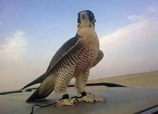 دو شکارچی متخلف پرندگان شکاری در گنبد دستگیر شدند