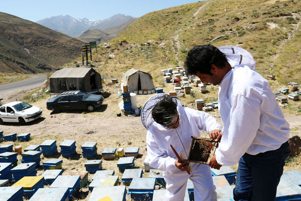 صنعت زنبورداری در استان اردبیل توسعه می‌یابد