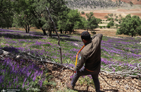 گشت با جنگل بانان برای مبارزه با قاچاق چوب و زغال