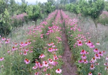 زنجیره تولید گیاهان دارویی در نظرآباد ایجاد می شود