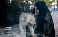 شیرهای سفید (9)