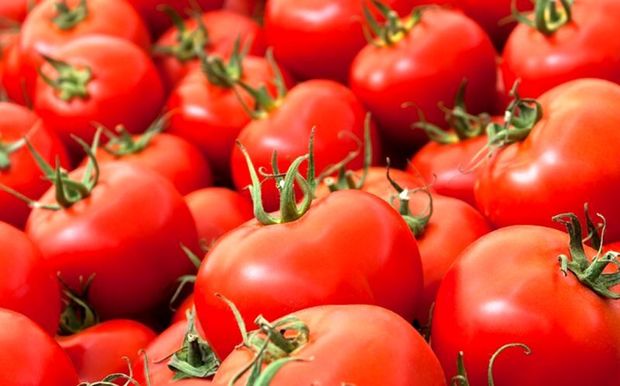 قیمت گوجه فرنگی در خراسان رضوی کاهش ‌می‌یابد
