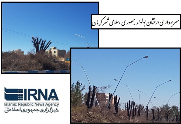 سربرداری درختان نارون در کرمان راهی برای مبارزه با آفات