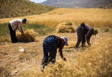 تاکنون 10 درصدی مطالبات گندم کاران آذربایجان غربی پرداخت شده است