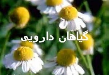 افتتاح باغ گیاهان دارویی در آینده ای نزدیک در گیلان