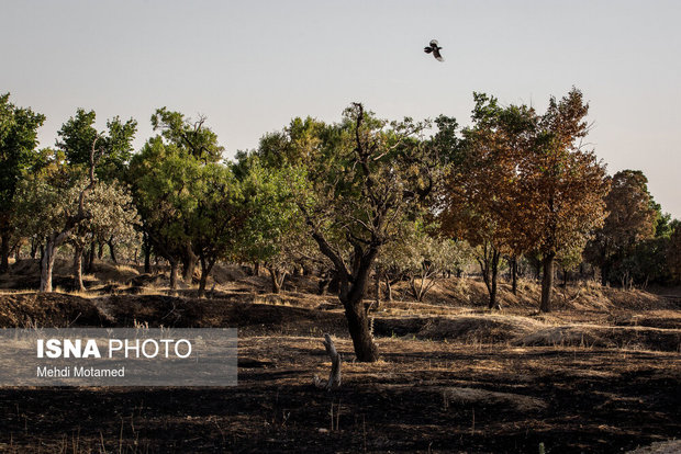 ماجرای آتش‌سوزی باغستان قزوین و عکس مستند