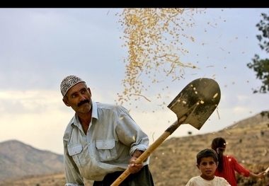 کاهش معنادار تولید گندم در شهرستان دیواندره