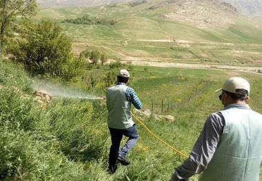 سطح مبارزه با ملخ صحرایی در کشور به ۱۱۲هزار هکتار رسید