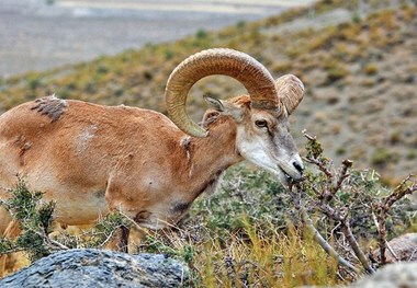 سرشماری تابستانه وحوش در همدان آغاز شد