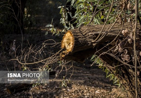 قطع درختان پارک ملی دز و عباس آباد (18)