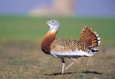 حضور گونه 'میش مرغ' در آذربایجان شرقی ثبت شد