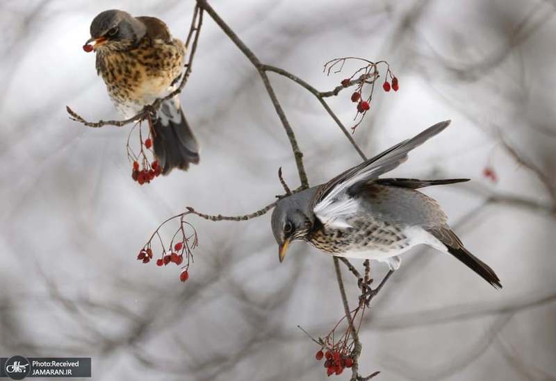 منتخب تصاویر امروز جهان- 6 دی 1400
