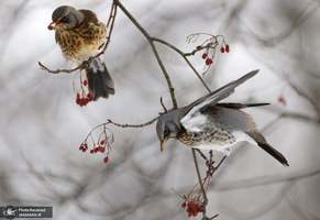 منتخب تصاویر امروز جهان- 6 دی 1400