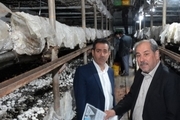 55 درصد قارچ آذربایجان شرقی در واحدهای کوچک تولید می شود