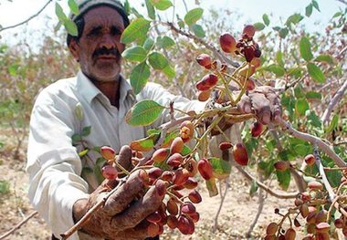 پسته هایی که امسال خندان نمی رسند